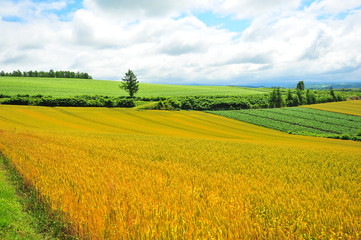 Cultivated Lands at Countryside