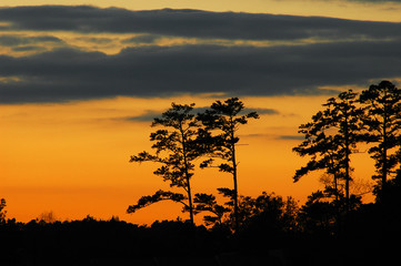 pine tree silhouette against dusk sky