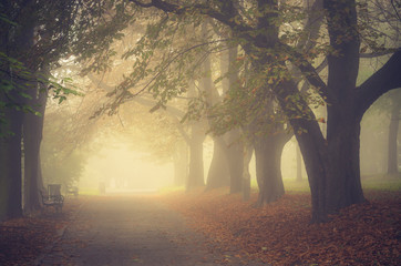 Autumn tree alley in the fog, Krakow, Poland