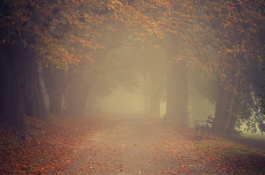 Autumn tree alley in the fog, Krakow, Poland © tomeyk