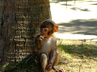 smoking baby monkey