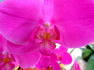 Light filtering roller blinds Orchid orchids