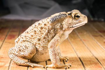 Common toad in house
