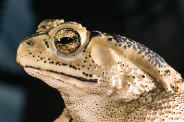 Common toad in house
