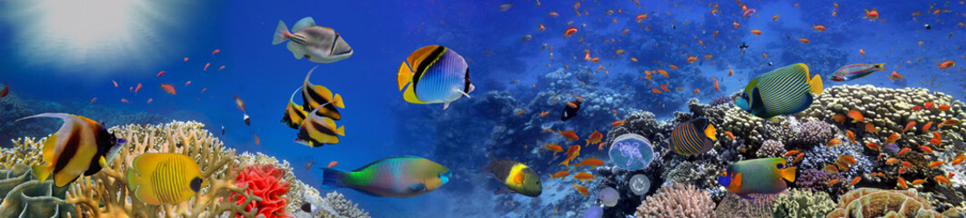 Fototapeta premium Koralowce morskie. Panorama