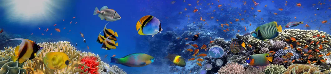 Zelfklevend Fotobehang Zee koralen. Panorama © vlad61_61
