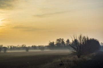 Morning fog