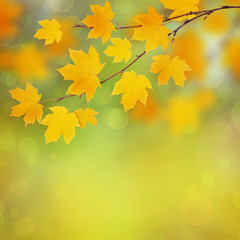 Fototapeta na wymiar Autumn maple twig with yellow leaves background