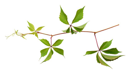 Parthenocissus twig with green leaves