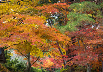 世界遺産　平泉　中尊寺の紅葉