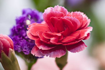 carnation flowers