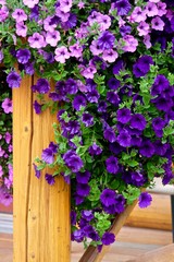 Fototapeta na wymiar Petunia flowers on wooden porch.