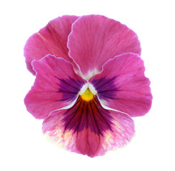 purple pansy flower isolated on white background