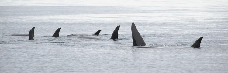 Pod of Orcas, Iceland