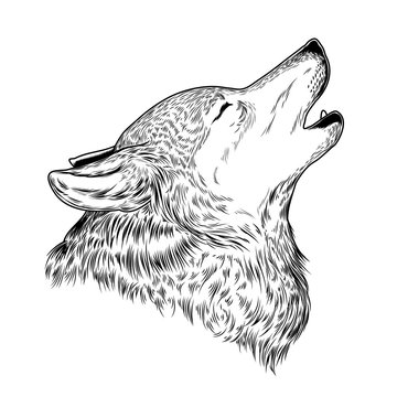 Vector illustration of a howling wolf