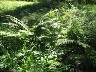 Зеленые краски леса © iuliiia