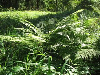 Зеленые краски леса © iuliiia