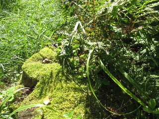 Зеленые краски леса © iuliiia