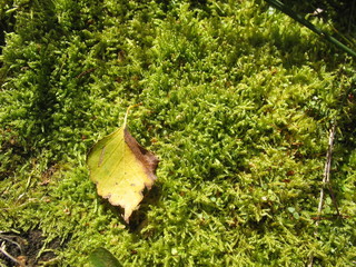 Зеленые краски леса © iuliiia