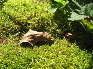 Зеленые краски леса © iuliiia