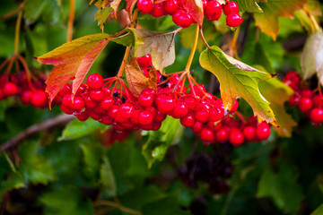 branch of red viburnum in the garden