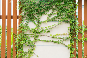 ivy leaves isolated on a white background