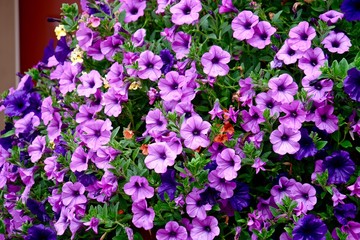 Abundant Petunia flowers in full bloom.  
