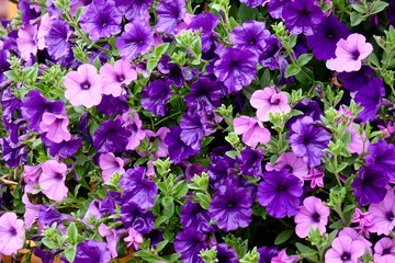 Petunia flowers in full bloom on wooden porch.