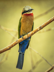 Bee eater (Merops Apiaster)