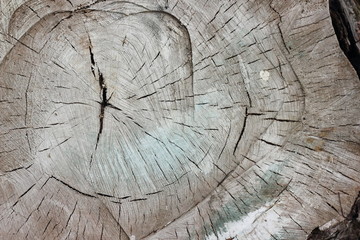 the texture of natural wood. the end of the barrel section