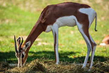 Thomson's gazelle