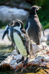 Naklejka premium African penguins