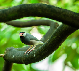 Java sparrow on a branch