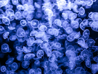 Group of jellyfish