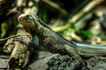 Little iguana