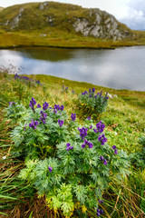 Fototapeta premium Mountain flowers by a glacial lake