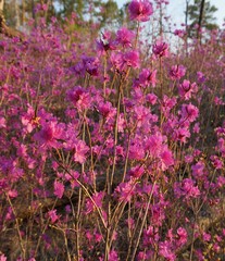 багульник цветет в тайге © urra