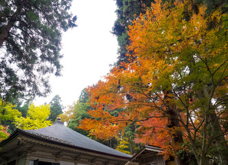 世界遺産　平泉　中尊寺の紅葉