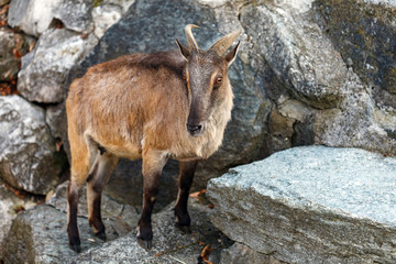 Mountain goat on rocks