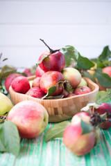 Naklejka na ściany i meble Fresh garden organic apples 