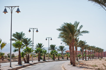 Row of palm trees background road at Egypt
