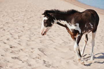 Small horse on the beach walking on sand