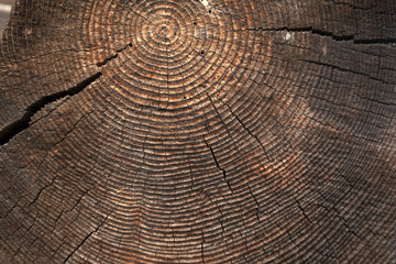 Fototapeta premium texture of dark wood. natural background.