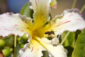 The flower Ceiba speciosa tree. Chorisia plant close up
