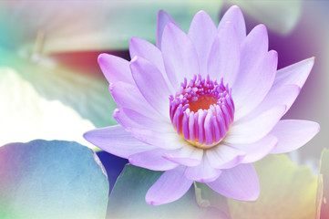 pink water lily with  leaf on pond with a pastel multicolored gradient,nature abstract background