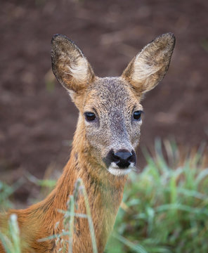Adult female Roe deer