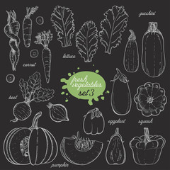 Set of isolated vegetables in a sketch style. Carrots, lettuce, zucchini, eggplant, pumpkin, beets, squash