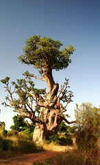 Crédence de cuisine en verre imprimé Baobab Baobab géant