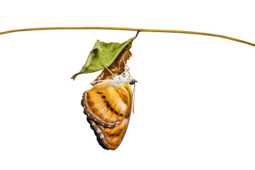 Isolated colour segeant butterfly hanging on chrysalis after eme