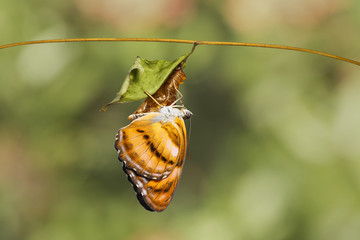 Colour segeant butterfly hanging on chrysalis after emerged